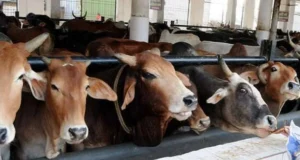 गौ-सेवा से सुधरेंगे कैदी तिहाड़ जेल में गौशाला