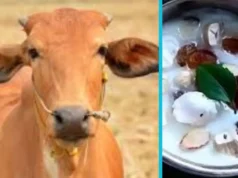 रेबीज से गाय की मौत के बाद मचा हड़कंप, दहशत में चरणामृत पीने वाले