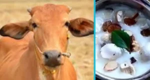 रेबीज से गाय की मौत के बाद मचा हड़कंप, दहशत में चरणामृत पीने वाले