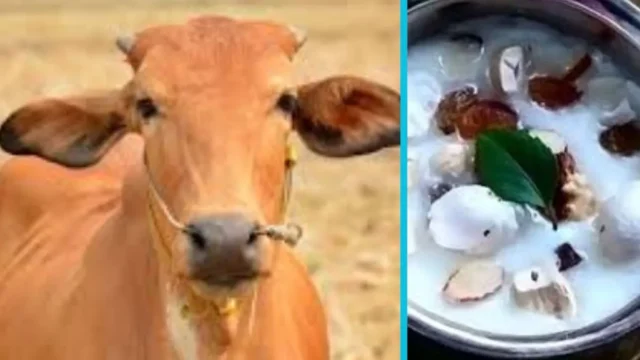 Cow-news-1763244413870