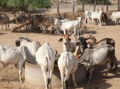 MP – चिकलोद गांव में गौवंश अभ्यारण्य विकसित किया जा रहा है