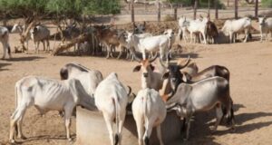 MP – चिकलोद गांव में गौवंश अभ्यारण्य विकसित किया जा रहा है