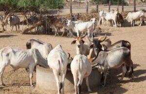 MP – चिकलोद गांव में गौवंश अभ्यारण्य विकसित किया जा रहा है