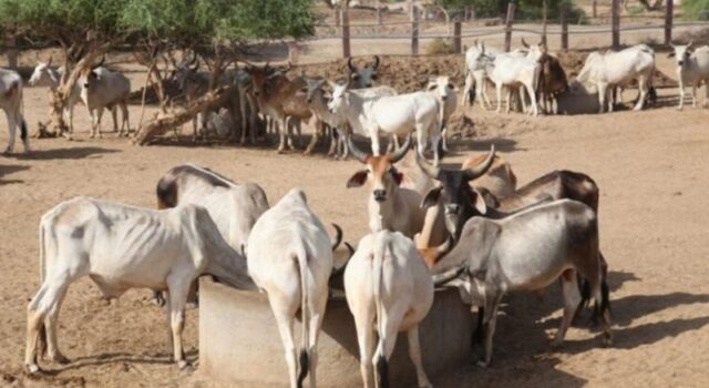 MP – चिकलोद गांव में गौवंश अभ्यारण्य विकसित किया जा रहा है