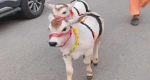 अलवर के वेंकटेश बालाजी मंदिर में पहुँची दुर्लभ पुंगनूर गाय