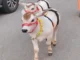 अलवर के वेंकटेश बालाजी मंदिर में पहुँची दुर्लभ पुंगनूर गाय