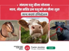 मंगला पशु बीमा योजना: गाय, भैंस सहित इन पशुओं का बीमा शुरू