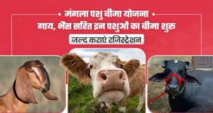 मंगला पशु बीमा योजना: गाय, भैंस सहित इन पशुओं का बीमा शुरू