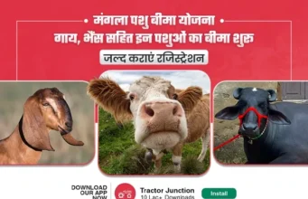 मंगला पशु बीमा योजना: गाय, भैंस सहित इन पशुओं का बीमा शुरू