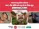 मंगला पशु बीमा योजना: गाय, भैंस सहित इन पशुओं का बीमा शुरू