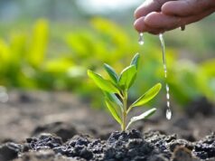 पर्यावरण संरक्षण – बल्कि समग्र जीव कल्याण का माध्यम