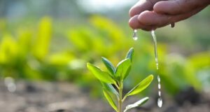 पर्यावरण संरक्षण – बल्कि समग्र जीव कल्याण का माध्यम