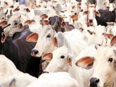 Jammu Kashmir – गौ-तस्करी का भंडाफोड़