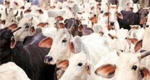 Jammu Kashmir – गौ-तस्करी का भंडाफोड़