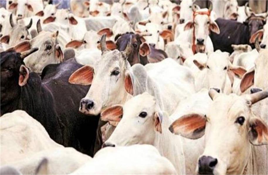 2025_11image_16_12_071052021cow-ll