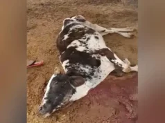 नौरथा गौशाला – गायों की खराब हालत और चारे की कमी पर उठे सवाल