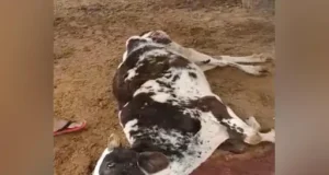 नौरथा गौशाला – गायों की खराब हालत और चारे की कमी पर उठे सवाल