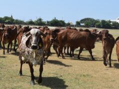 पशुपालन एवं डेयरी विभाग देश में निम्नलिखित योजनाओं को क्रियान्वित कर रहा है