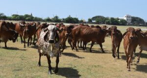 पशुपालन एवं डेयरी विभाग देश में निम्नलिखित योजनाओं को क्रियान्वित कर रहा है