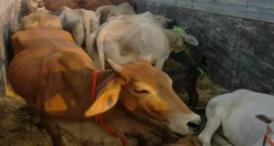 वाराणसी-गोरखपुर फोरलेन पर गौ-तस्करों से मुठभेड़