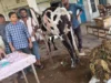 गाय के पेट से निकला 52 किलो प्लास्टिक