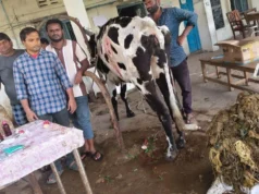 गाय के पेट से निकला 52 किलो प्लास्टिक