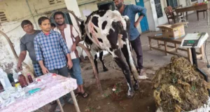 गाय के पेट से निकला 52 किलो प्लास्टिक