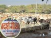 25 करोड़ खर्च, 15 गायें मरीं, 500 बीमार ,ग्वालियर की आदर्श गौशाला