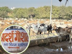 25 करोड़ खर्च, 15 गायें मरीं, 500 बीमार ,ग्वालियर की आदर्श गौशाला