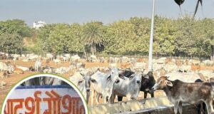 25 करोड़ खर्च, 15 गायें मरीं, 500 बीमार ,ग्वालियर की आदर्श गौशाला