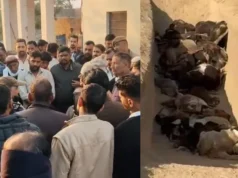 श्रीगंगानगर में – भोमपुरा गौशाला में भारी संख्या में गोवंश की मौत