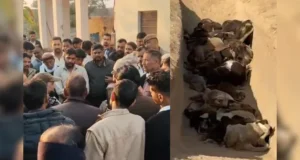 श्रीगंगानगर में – भोमपुरा गौशाला में भारी संख्या में गोवंश की मौत