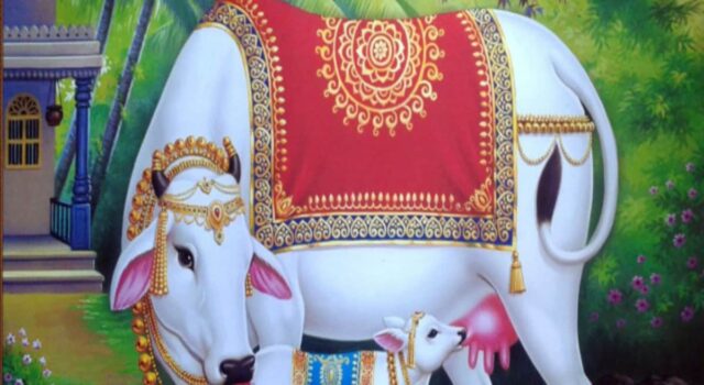 अच्छी नस्ल की गाय पालन करने से किसान की होगी अच्छी आमदनी, पशु बीमार होने पर 1962 पर दें सूचना